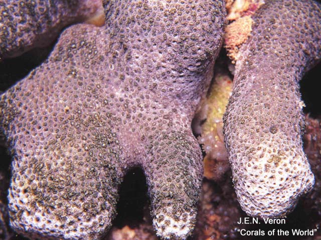 Alveopora excelsa