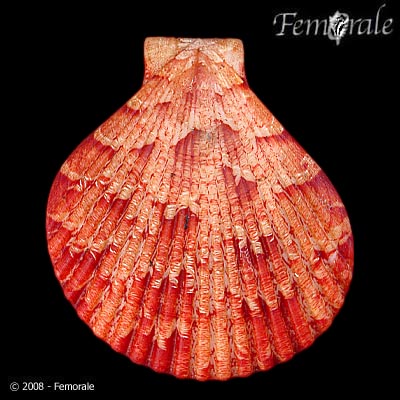 Anguipecten superbus