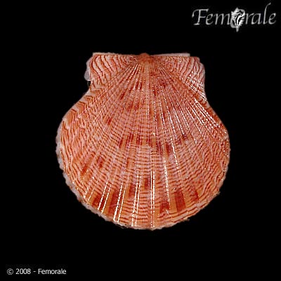 Argopecten irradians