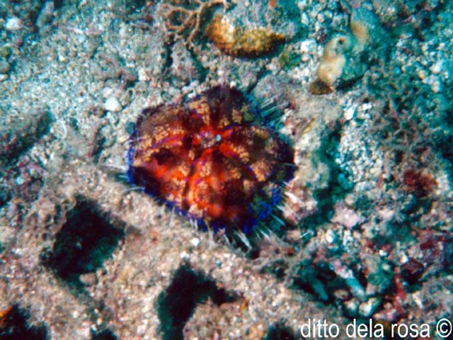 Asthenosoma varium