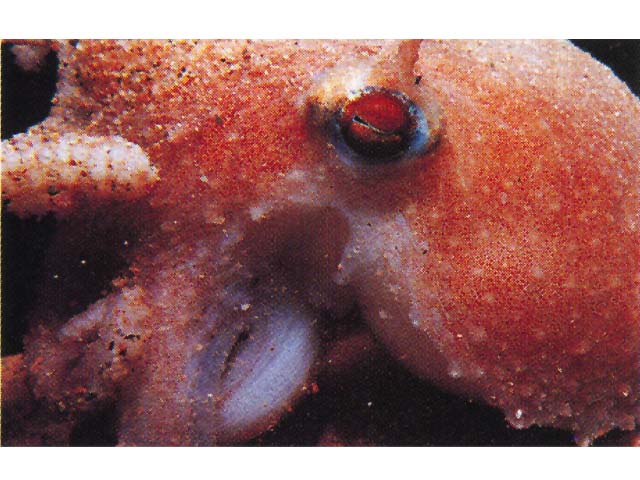 Bathypolypus arcticus