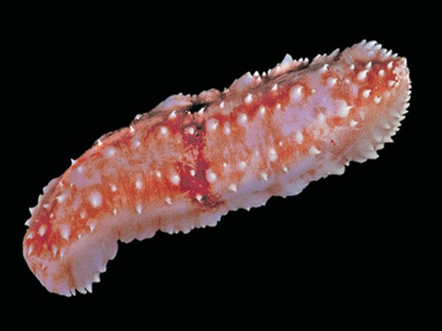 Bathyplotes bongraini