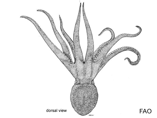 Bathypurpurata profunda