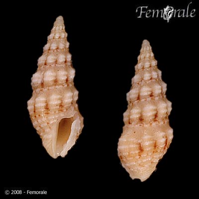 Buchema interstrigata