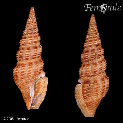 Carinodrillia braziliensis