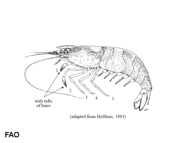 Caridina weberi