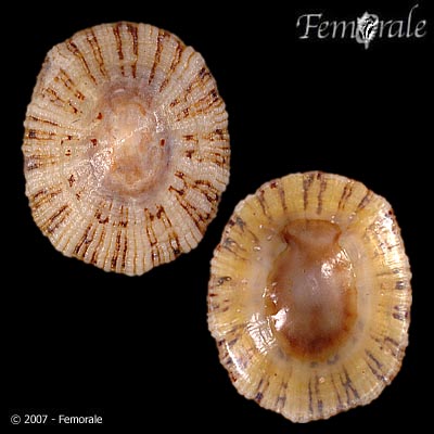 Cellana radiata