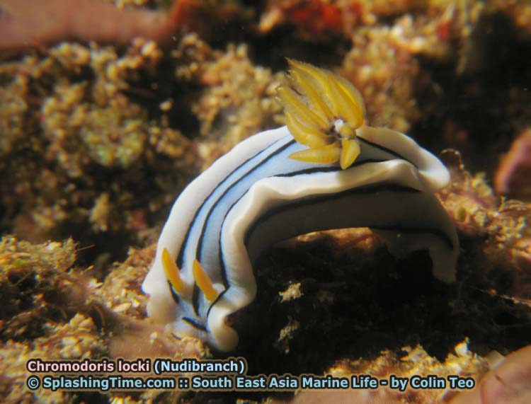 Chromodoris lochi