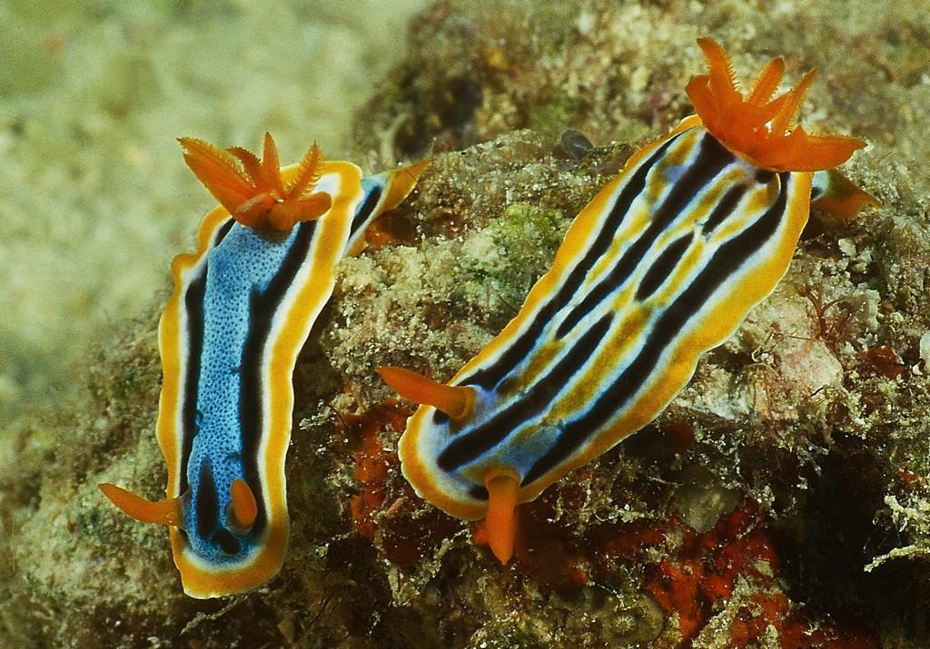 Chromodoris strigata