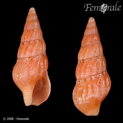 Clionella rosaria