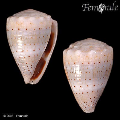 Conus abbreviatus