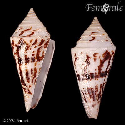 Conasprella arcuata