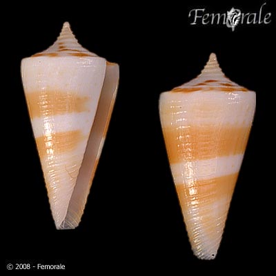 Conus attenuatus