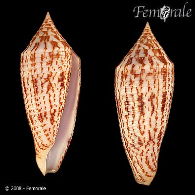 Conus australis