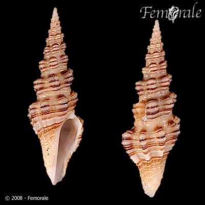 Compsodrillia bicarinata