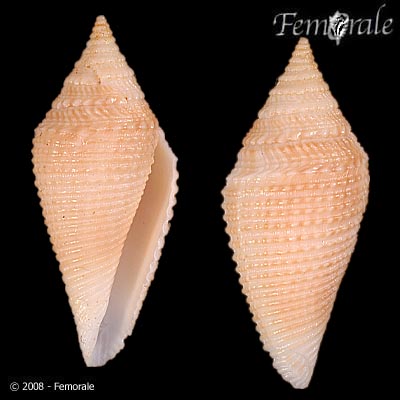 Conasprella coromandelica