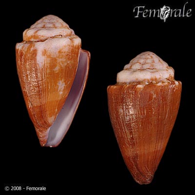 Conus diadema