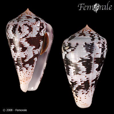 Conus ermineus