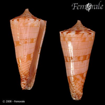 Conasprella kimioi