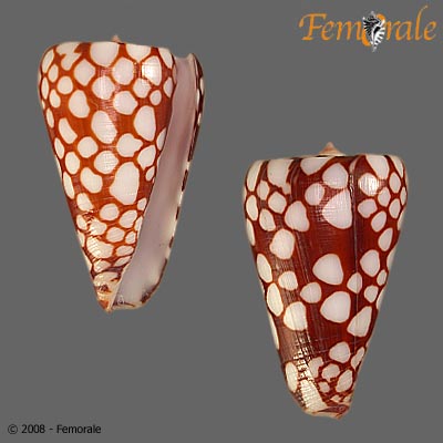 Conus marchionatus