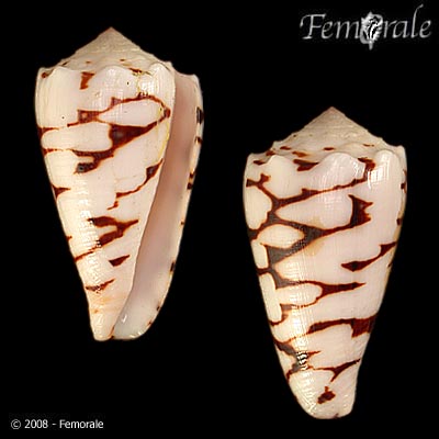 Conus marmoreus