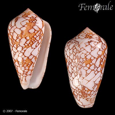 Conus pennaceus