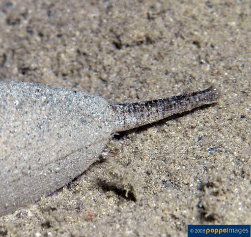 Conus radiatus