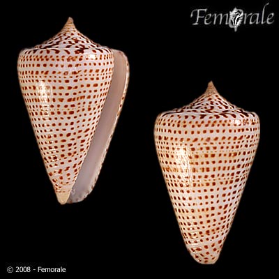 Conus spurius