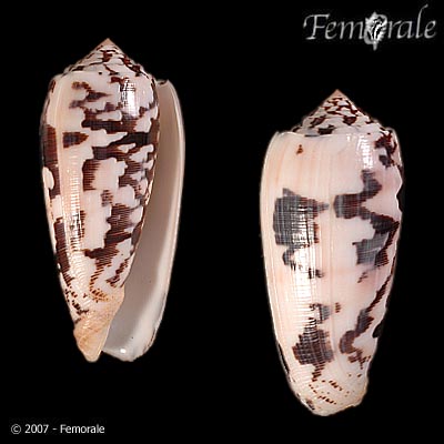 Conus striatus