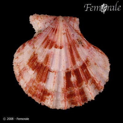 Cryptopecten vesiculosus