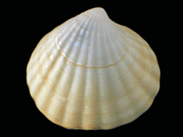 Cyclocardia astartoides