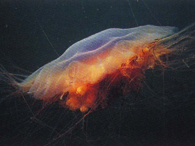 Cyanea capillata