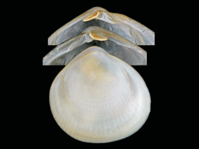 Cyamiocardium denticulatum