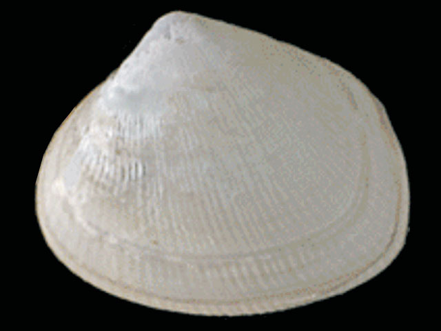 Cyamiomactra laminifera