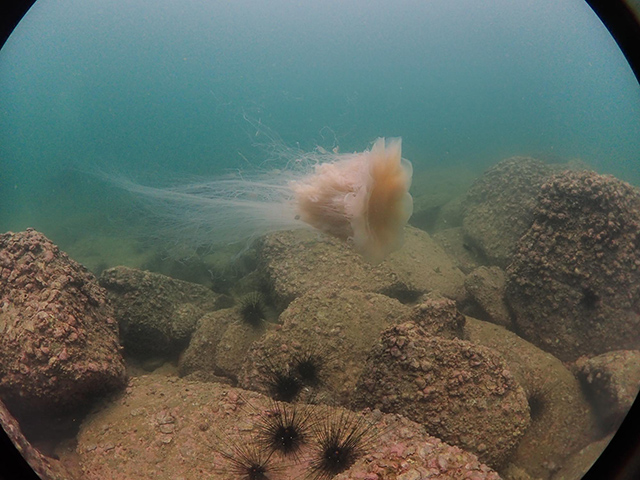 Cyanea nozakii