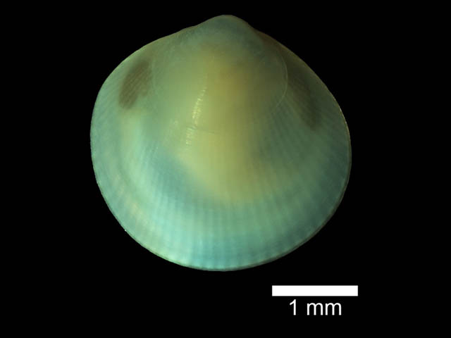 Cyamiocardium yeskumaala