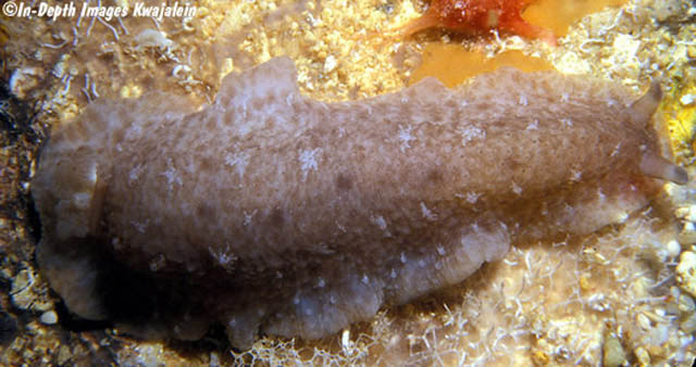 Dendrodoris elongata