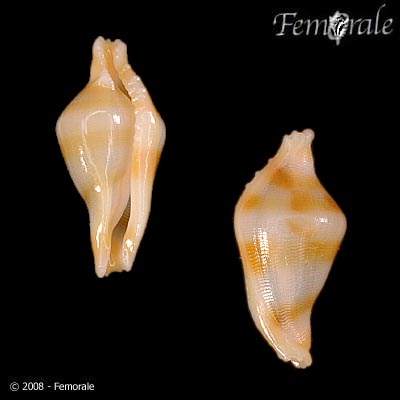 Dentiovula colobica