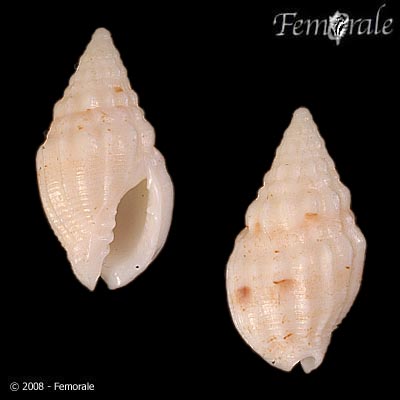 Enaeta cylleniformis