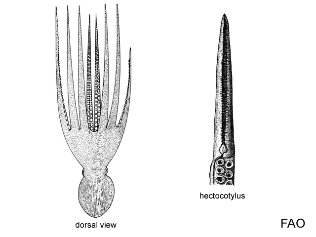 Enteroctopus dofleini