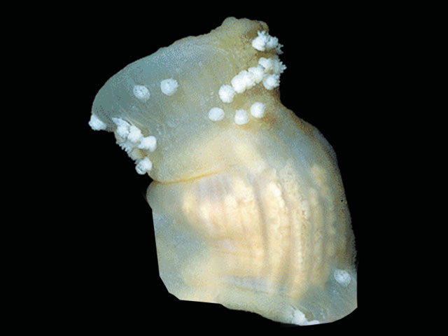 Epiactis georgiana