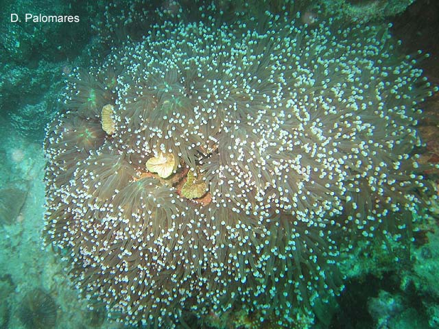 Euphyllia glabrescens