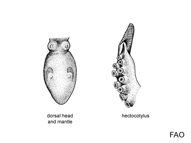 Euaxoctopus panamensis