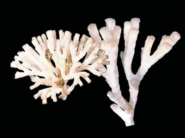 Fasciculipora ramosa