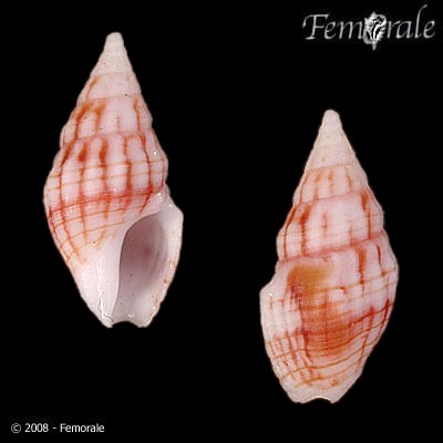 Fenimorea fucata