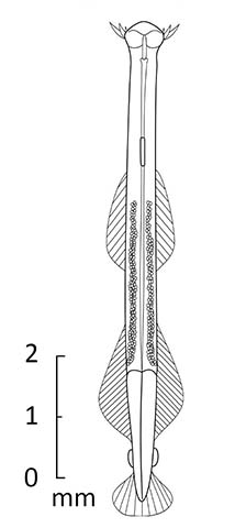 Ferosagitta hispida