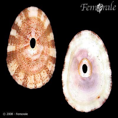 Fissurella nubecula