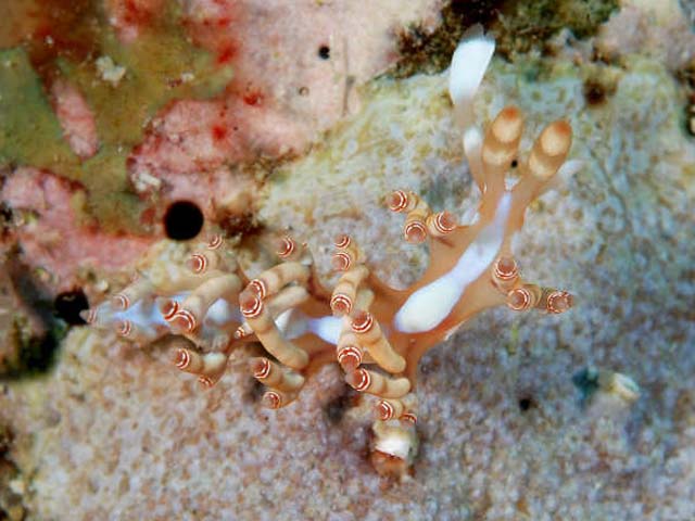 Flabellina bilas