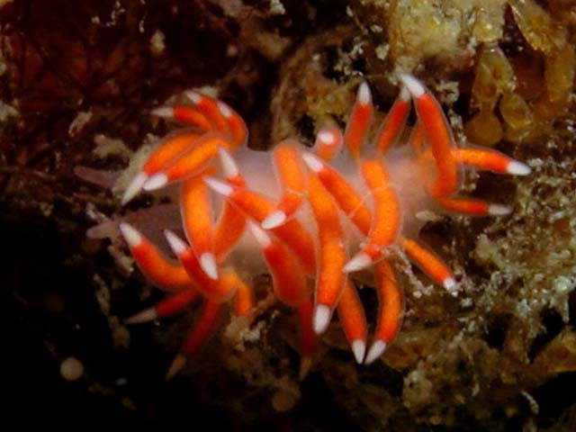 Flabellina poenicia