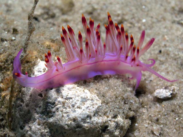 Flabellina rubrolineata